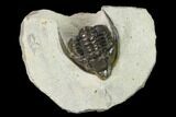 Diademaproetus Trilobite - Ofaten, Morocco #160628-1